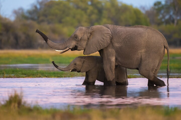 Fototapeta premium Elephants with baby in Moremi game reserve Africa, Family of Elephants , Elephants taking a bath in a water poolwith mud, eating green grass. African Elephants in landscape, green Africa, Botswana