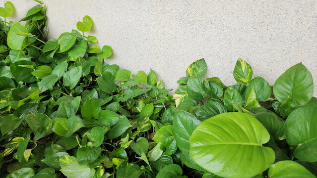 Devil's Ivy or Golden Pothos, bright green leaves, some with yellow stripes, growing against cement wall. Epipremnum aureum &lsquo;Neon&rsquo;, stems creeping along ground or clinging to large trees ,other pillar
