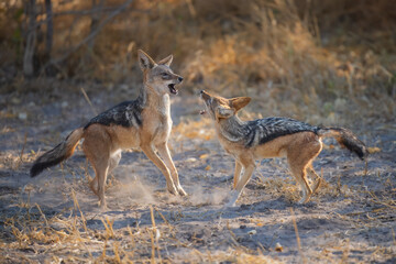 Fototapeta premium Fighting Black-backed jackal, Animal action scene, hunting behavior. Jumping jackal, at the Okavango Delta in Botswana, Africa