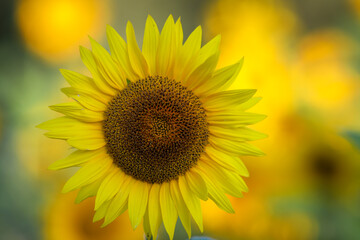 Obraz premium sunflower in the field