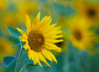 Fototapeta premium sunflower in the field