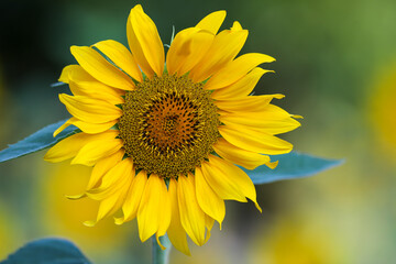 sunflower in the garden