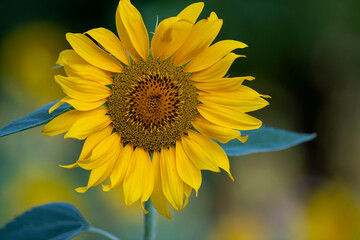 sunflower in the garden