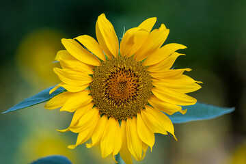 Echoes of Sunflower Tales and Legends