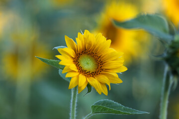 Sunflower Symphony