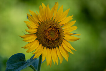 sunflower in the field