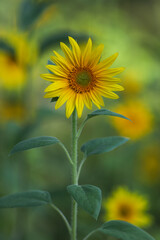 Sunflower Symphony