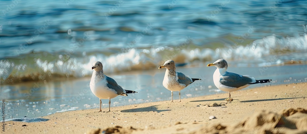 Poster seagulls on the beach with copy space image
