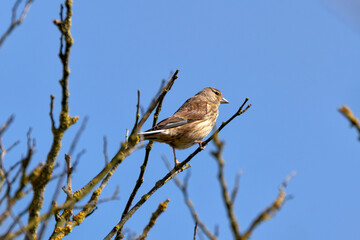 Female Linnet (Linaria cannabina) in Turvey Nature Reserve, Dublin, Ireland