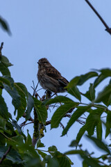 Female Linnet (Linaria cannabina) in Turvey Nature Reserve, Dublin, Ireland