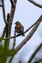 Female Linnet (Linaria cannabina) in Turvey Nature Reserve, Dublin, Ireland