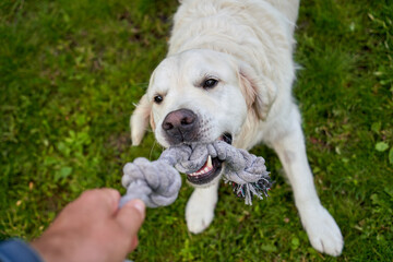 A human is playing tug of war with an eager white golden retriever, both fully engaged in the fun game