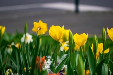 Obraz premium Daffodils and tulips in spring