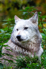 Arctic Wolf (Canis lupus arctos) in the Arctic Regions of North America and Greenland