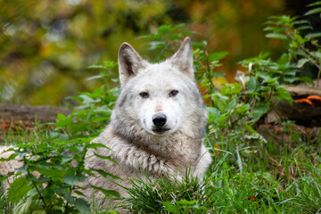 Obraz premium Arctic Wolf (Canis lupus arctos) in the Arctic Regions of North America and Greenland