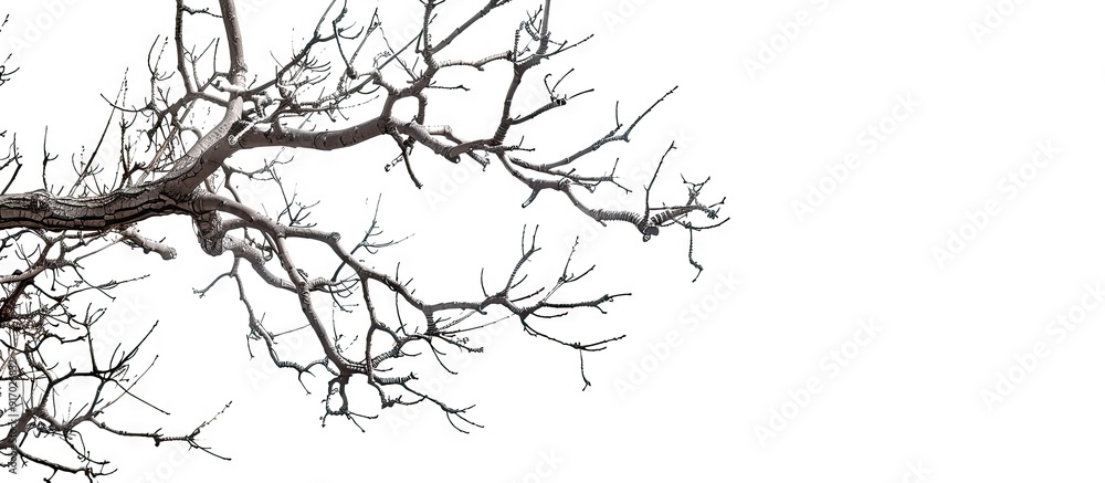 Poster Bare branches against white backdrop with copy space image
