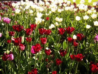 Fototapeta premium red and white tulips