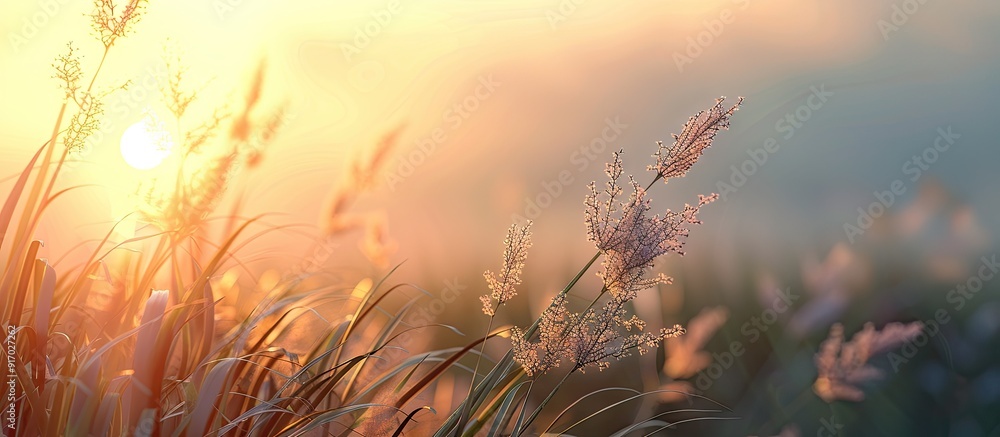 Poster sunrise illuminating a phalaris arundinacea with copy space image