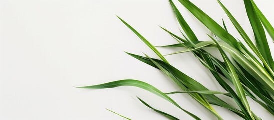 Lemon grass with copy space image on a white backdrop