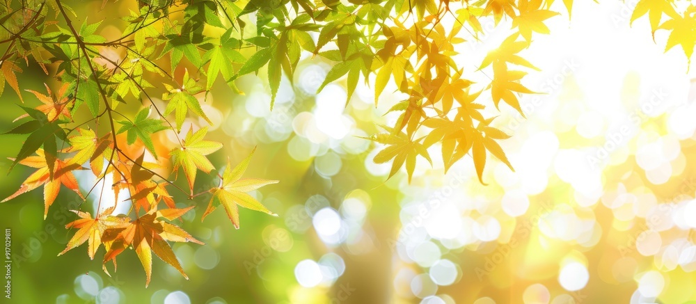 Poster maple tree leaves on a bright sunny day with a lot of copy space image