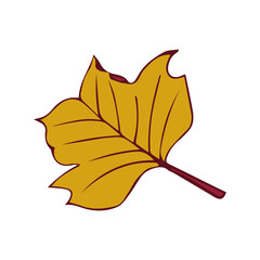 Autumn Fallen Yellow Leaf of Maple. Vector illustration on white background