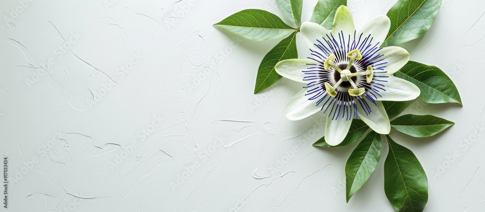 Aufkleber passion flower passiflora showcased on a plain white backdrop with ample copy space image