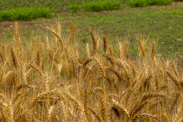 Golden wheat field in bangladesh. Closeup image of Wheat