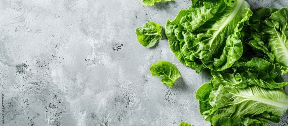 Aufkleber top view of fresh green romaine lettuces on a light grey table with copy space image available