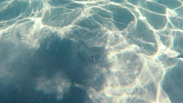 Ringed bream moving in slow motion underwater