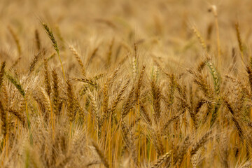 Golden wheat field in Bangladesh. Selective focus.