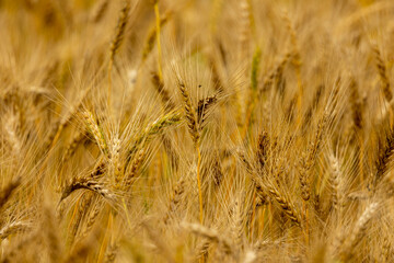 Golden wheat field in Bangladesh. Selective focus.