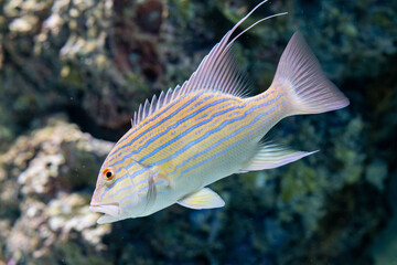 Obraz premium fish, coral, invertebrate in aquarium