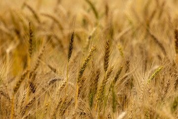Golden wheat field in Bangladesh. Selective focus.