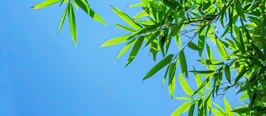Green bamboo leaves against a clear blue sky in a copy space image