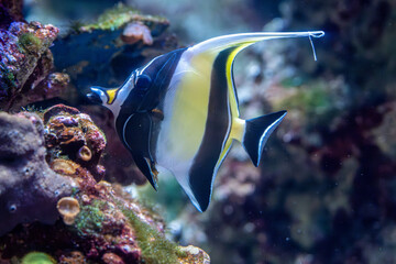 fish, coral, invertebrate in aquarium