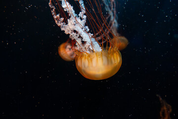 fish, coral, invertebrate in aquarium