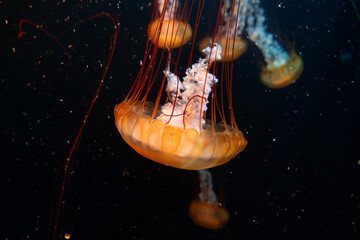 fish, coral, invertebrate in aquarium