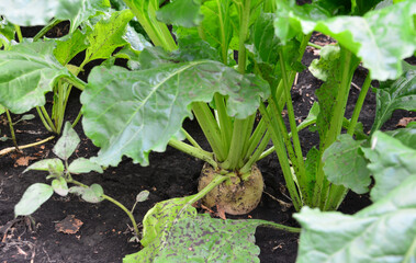 a turnip with a green leaf that is growing in a garden