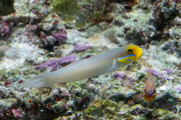 fish, coral, invertebrate in aquarium