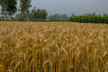 Wheat field. Ripe golden wheat ears before harvesting.