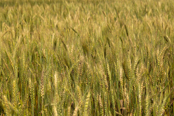 Yellow and green young wheat yield in a field. Ripe wheat field.