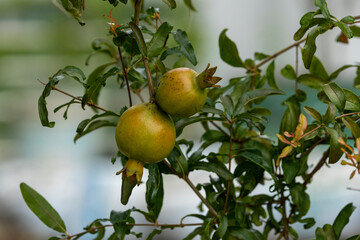 Ripe pomegranate fruit on the tree branch in the roof garden of the house