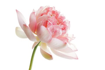 Close up of delicate pink lotus flower on white background.