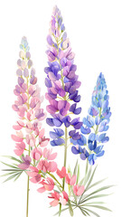 Obraz premium Lupine flower bouquet background illustration