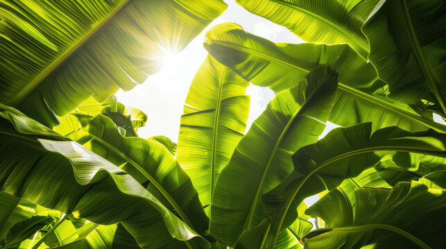 A close-up photograph of green banana leaves against a bright sky, dramatic lighting, high contrast, taken from below, focusing on the texture and veins of the leaves