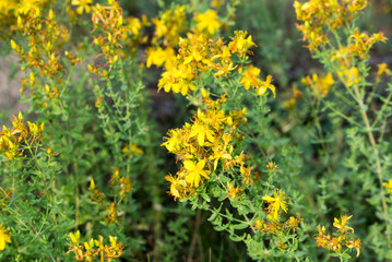 Hypericum perforatum, St John's wort yellow flowers closeup selective focus