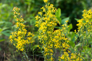 European goldenrod, .Solidago virgaurea yellow flowers closeup selective focus