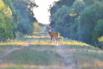 Deer looking at me in the distance.