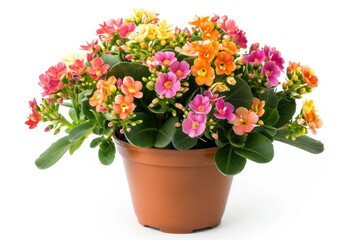 Colorful Blooming Houseplant in a Brown Pot.