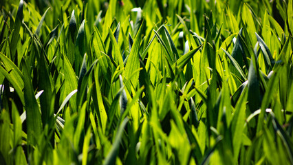 green grass background